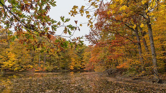 Lindenwood Nature Preserve