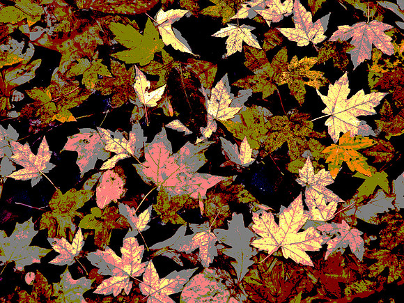 Leaf Abstract