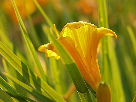 Stella d'Oro Daylily