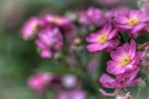 Rose Garden