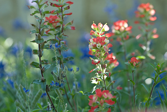 Texas Wildflower Mix