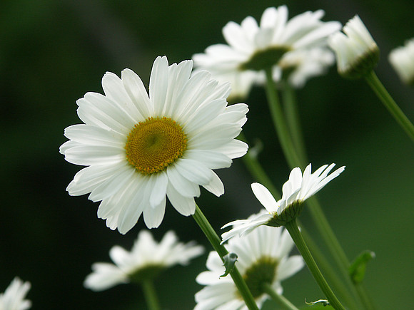 Daisy Set (1 of 3)