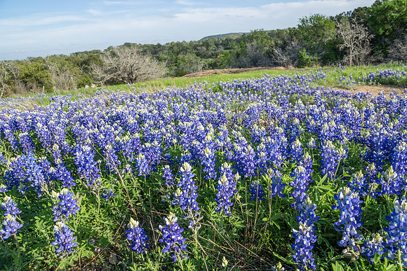 Bluebonnets Along Willow City Loop