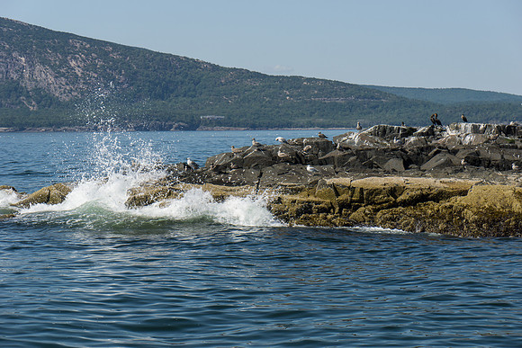 Egg Island - Bar Harbor