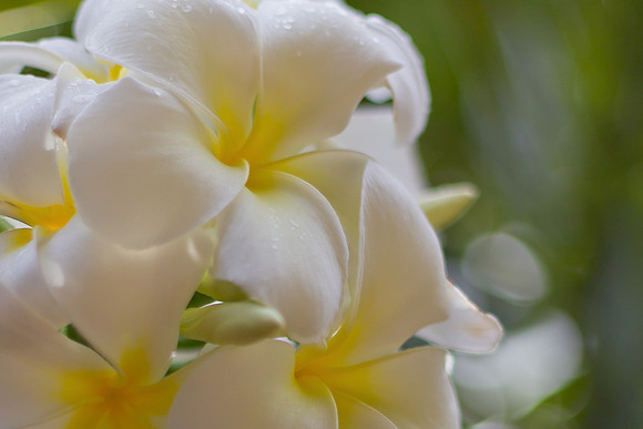 Plumeria