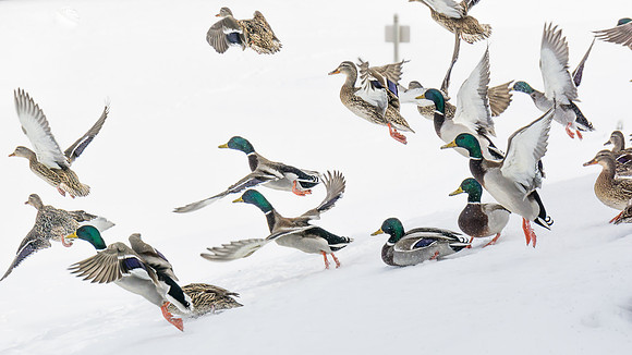 Mallards in Snow