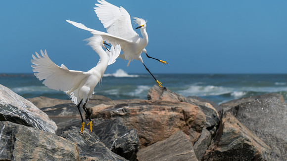 Egrets - Florida