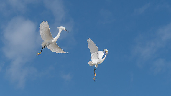 Egrets - Florida