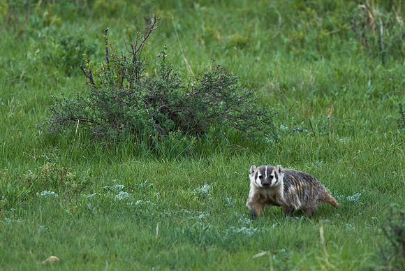 Badger