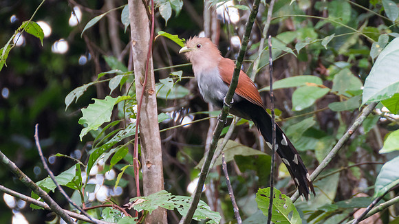 Squirrel Cuckoo