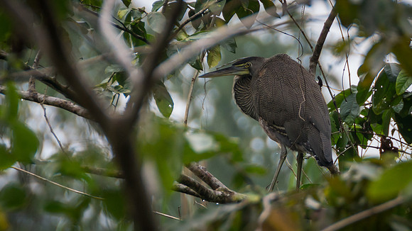 Bare-throated Tiger Heron