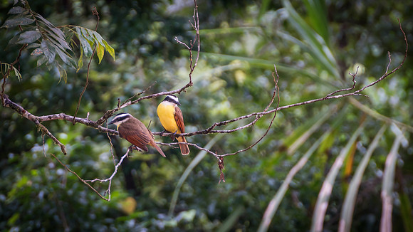 Great Kiskadee