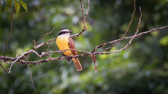 Great Kiskadee