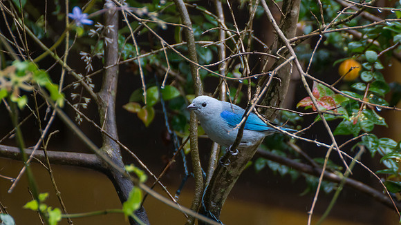 Blue-gray Tanager