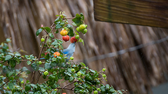 Blue-gray Tanager