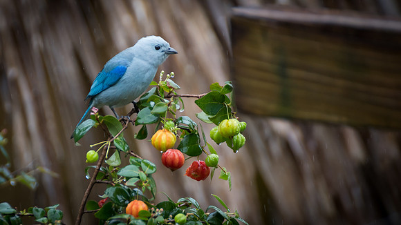 Blue-gray Tanager