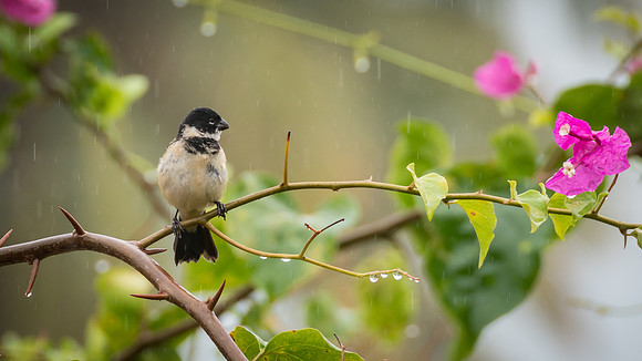 White-collared Seedeater