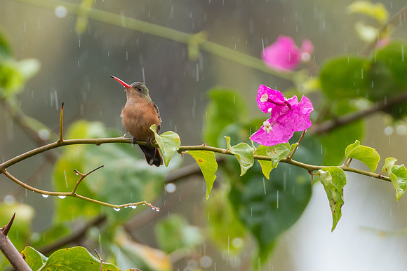 Cinnamon Hummingbird