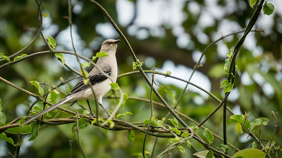 Tropical Mockingbird