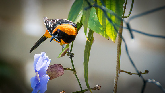 Hooded Oriole - Male