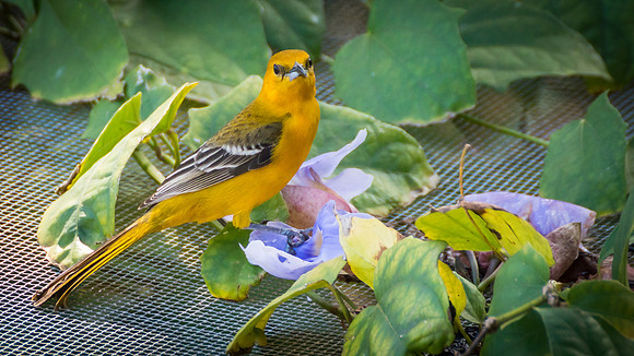 Hooded Oriole - Female
