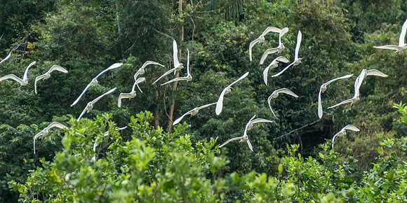 Snowy Egrets