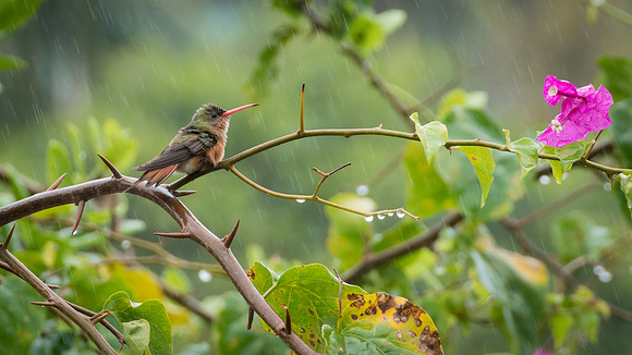 Cinnamon Hummingbird