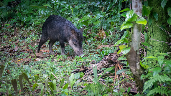 White-lipped Peccary