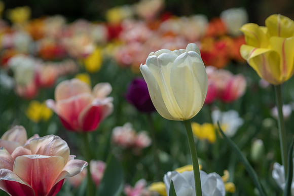 Foster Park, Fort Wayne, IN