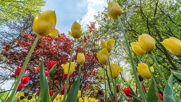 Foster Park, Fort Wayne, IN