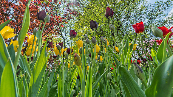 Foster Park, Fort Wayne, IN