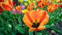 Foster Park, Fort Wayne, IN