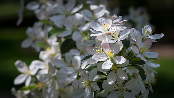Foster Park, Fort Wayne, IN