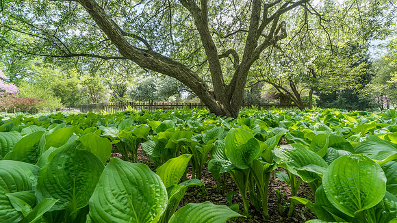 Foster Park, Fort Wayne, IN