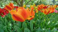 Foster Park, Fort Wayne, IN