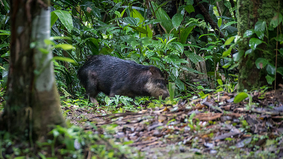 White-lipped Peccary