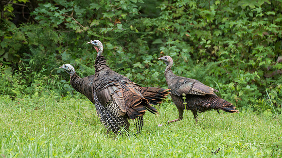Wild Turkey
