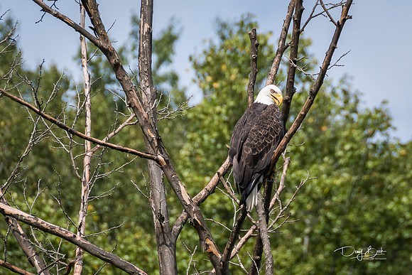 Bald Eagle