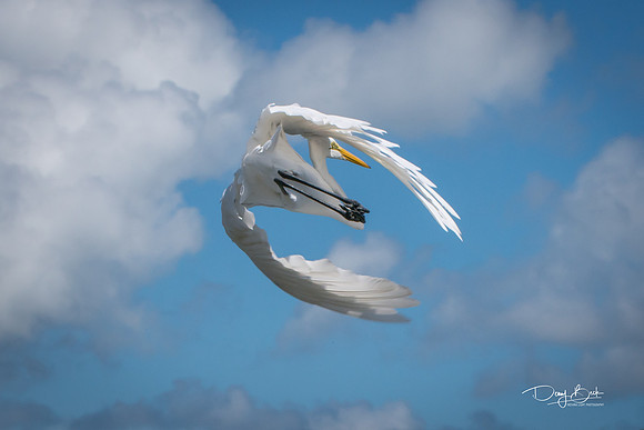 Great Egret