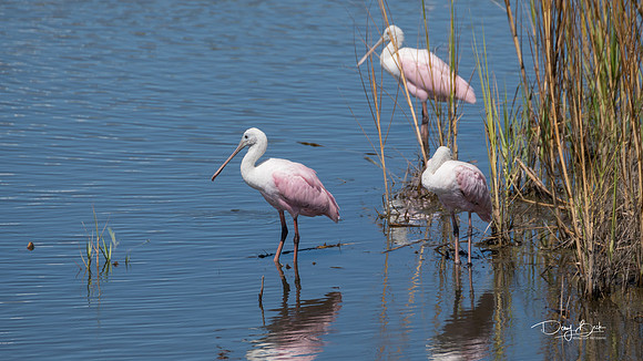 Roseate spoonbill