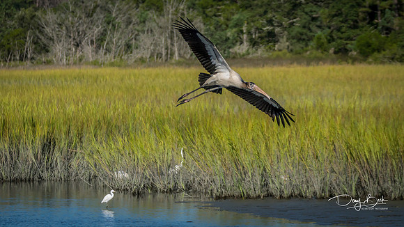 Wood Stork