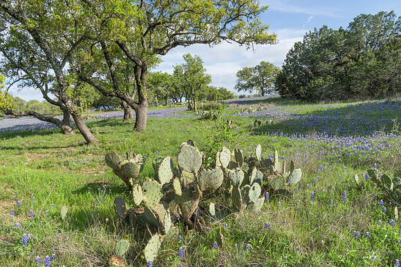 Along Willow City Loop