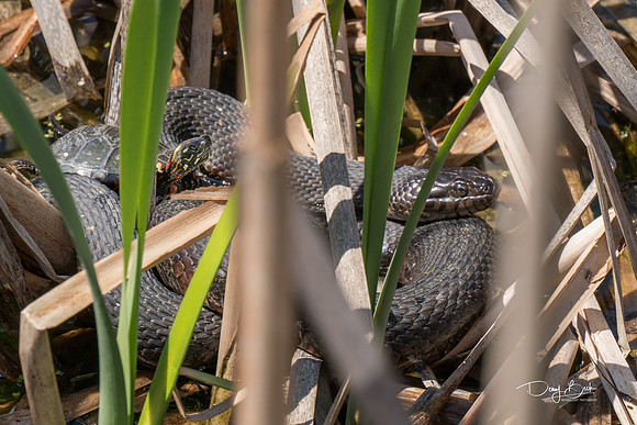 Water Snake & Painted Turtle