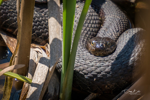 Water Snake