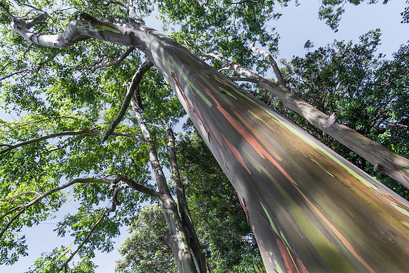 Maui Rainbow Eucalyptus