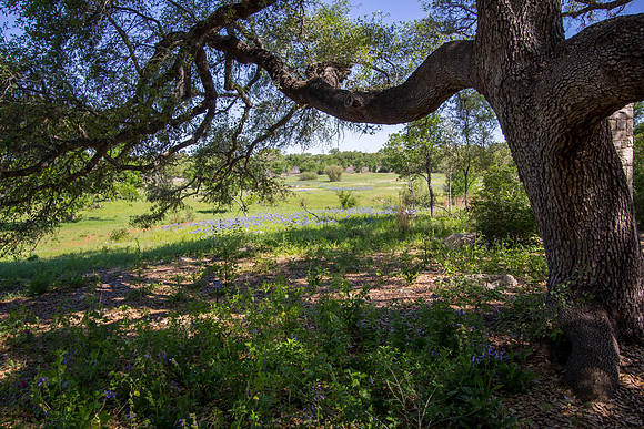 Ladybird Johnson Wildflower Center, Austin