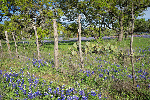 Along Willow City Loop