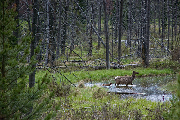 Mamma Elk and Baby Elk