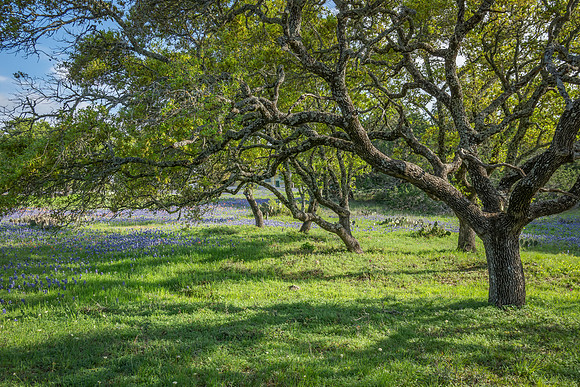 Along Willow City Loop
