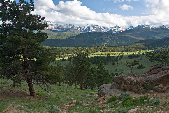 Meadow RMNP